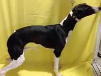 Mandy AKC, a female Whippet for sale in Chanute, KS – 5 of 8