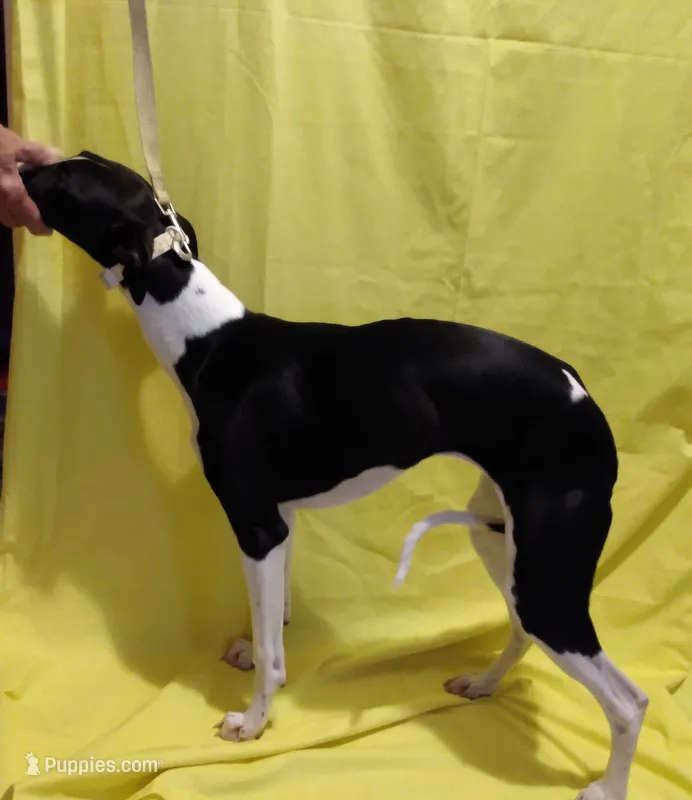 Mandy AKC – Whippet puppy for sale in Chanute, KS