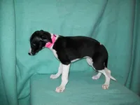 Cupcake , a female Whippet for sale in Kansas, KS – Photo 2 of 6