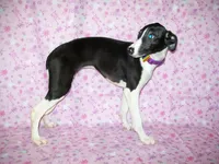 AKC Cupcake 🧁🎂, a female Whippet for sale in Kansas, KS – 4 of 7