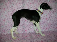 AKC Cupcake 🧁🎂, a female Whippet for sale in Kansas, KS – 7 of 7