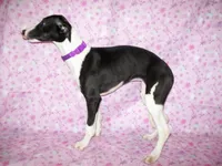 AKC Cupcake 🧁🎂, a female Whippet for sale in Kansas, KS – 5 of 7