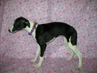 AKC Cupcake 🧁🎂, a female Whippet for sale in Kansas, KS – 6 of 7