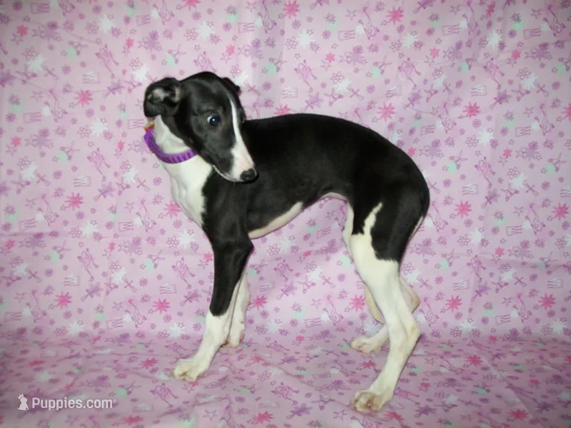 AKC Cupcake 🧁🎂 – Whippet puppy for sale in Kansas, KS