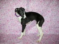 AKC Cupcake 🧁🎂, a female Whippet for sale in Kansas, KS – 2 of 7