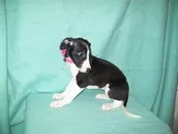 Cupcake , a female Whippet for sale in Kansas, KS – Photo 3 of 6