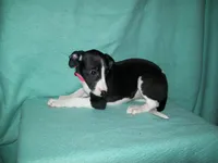 Cupcake , a female Whippet for sale in Kansas, KS – Photo 6 of 6