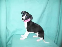Cupcake , a female Whippet for sale in Kansas, KS – Photo 1 of 6