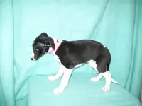 Cupcake , a female Whippet for sale in Kansas, KS – Photo 5 of 6