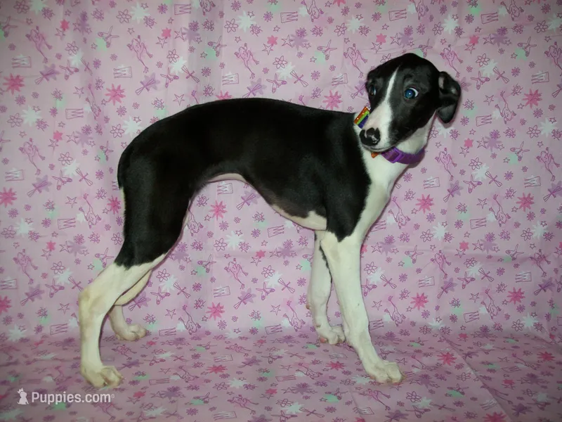 AKC Cupcake 🧁🎂 – Whippet puppy for sale in Kansas, KS