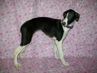 AKC Cupcake 🧁🎂, a female Whippet for sale in Kansas, KS – 1 of 7