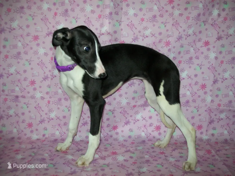 AKC Cupcake 🧁🎂 – Whippet puppy for sale in Kansas, KS