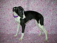 AKC Cupcake 🧁🎂, a female Whippet for sale in Kansas, KS – 3 of 7