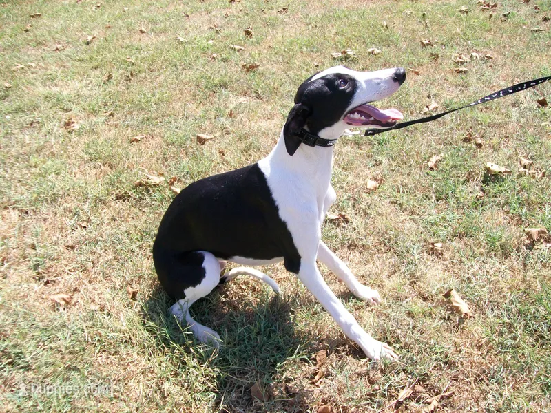 AKC Chaplin  – Whippet puppy for sale in Chanute, KS