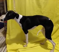Mandy AKC, a female Whippet for sale in Chanute, KS – 7 of 8