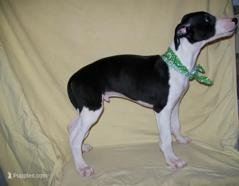 Chaplin HOLD – Whippet puppy for sale in Kansas, KS