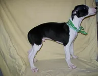 Chaplin HOLD, a male Whippet for sale in Kansas, KS – Photo 1 of 4