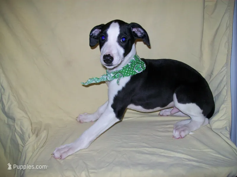 AKC Chaplin  – Whippet puppy for sale in Chanute, KS