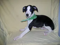 Chaplin HOLD, a male Whippet for sale in Kansas, KS – Photo 4 of 4
