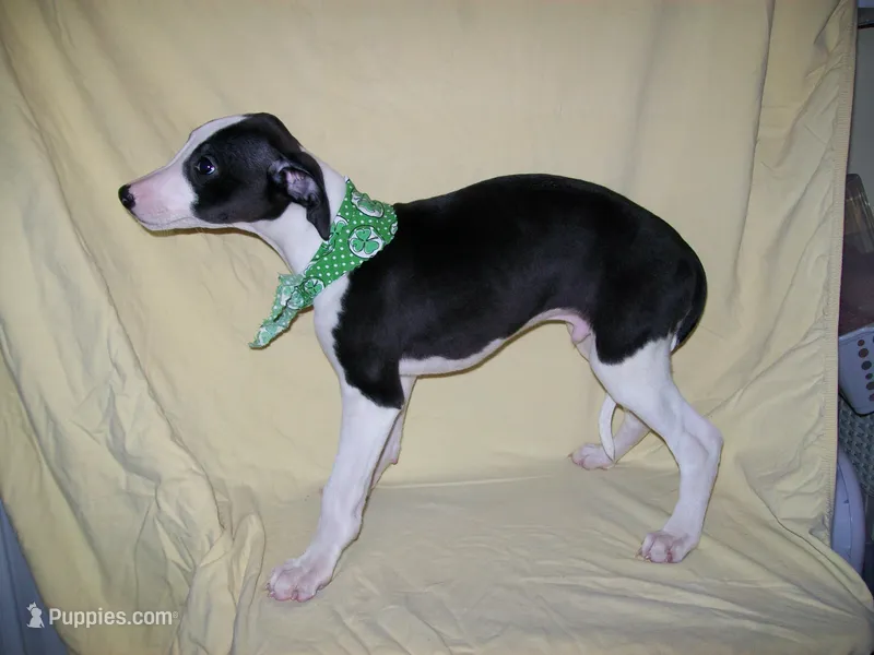 Hold AKC Chaplin  – Whippet puppy for sale in Chanute, KS