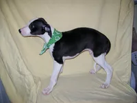 Chaplin HOLD, a male Whippet for sale in Kansas, KS – Photo 2 of 4