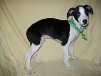 Chaplin HOLD, a male Whippet for sale in Kansas, KS – Photo 3 of 4