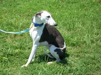 💫Sissy AKC💎 hold, a female Whippet for sale in Kansas, KS – Photo 4 of 8