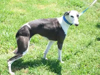 💫Sissy AKC💎 hold, a female Whippet for sale in Kansas, KS – Photo 6 of 8