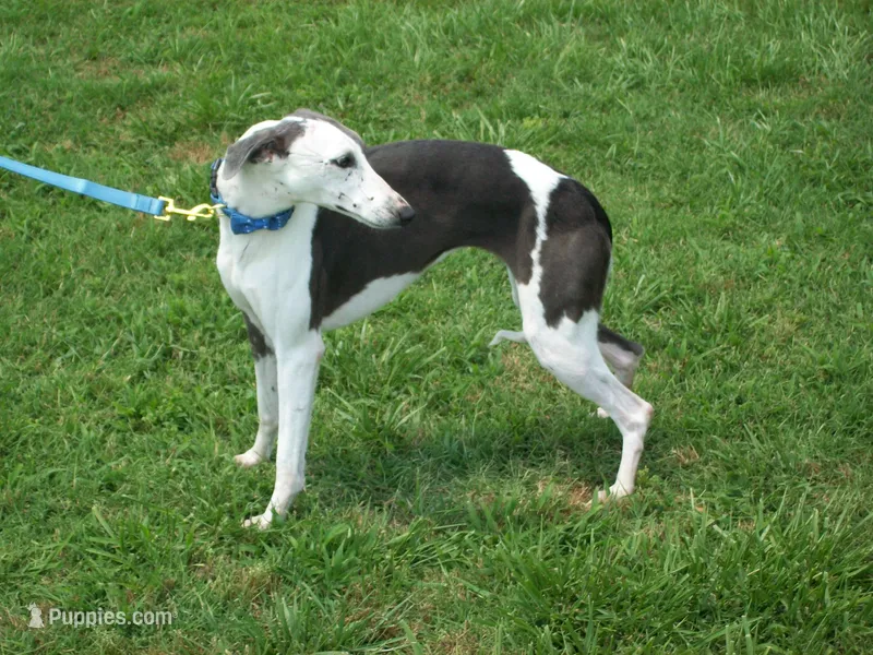 💫Sissy AKC💎 hold