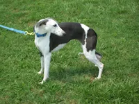 💫Sissy AKC💎 hold, a female Whippet for sale in Kansas, KS – Photo 1 of 8