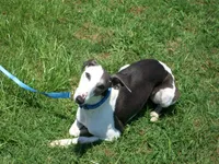 💫Sissy AKC💎 hold, a female Whippet for sale in Kansas, KS – Photo 3 of 8