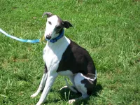 💫Sissy AKC💎 hold, a female Whippet for sale in Kansas, KS – Photo 5 of 8