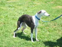💫Sissy AKC💎 hold, a female Whippet for sale in Kansas, KS – Photo 2 of 8