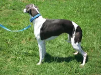 💫Sissy AKC💎 hold, a female Whippet for sale in Kansas, KS – Photo 8 of 8