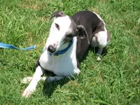 💫Sissy AKC💎 hold, a female Whippet for sale in Kansas, KS – Photo 7 of 8