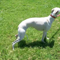 Crystal, a female Whippet for sale in Kansas, KS – Photo 5 of 7