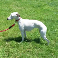 Crystal, a female Whippet for sale in Kansas, KS – Photo 2 of 7