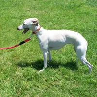 Crystal, a female Whippet for sale in Kansas, KS – Photo 3 of 7