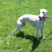 Crystal, a female Whippet for sale in Kansas, KS – Photo 4 of 7