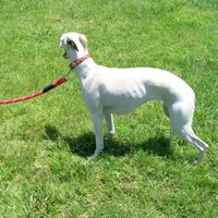 Crystal, a female Whippet for sale in Kansas, KS – Photo 6 of 7