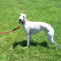 Crystal, a female Whippet for sale in Kansas, KS – Photo 7 of 7