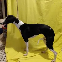 Mandy AKC, a female Whippet for sale in Chanute, KS – 8 of 8
