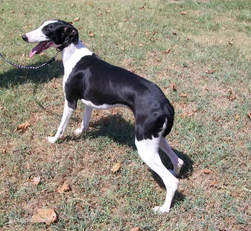 AKC Chaplin  – Whippet puppy for sale in Chanute, KS