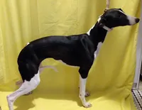 Mandy AKC, a female Whippet for sale in Chanute, KS – 4 of 8