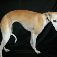 Hold!   Blossom 🌼, a female Whippet for sale in Kansas, KS – Photo 7 of 9