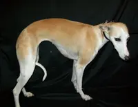 processed/7495ceb4-67df-4276-b889-f39171bf436b/listing/b907b562-e98d-4f36-803e-ceaeb79c5af8/13443c18-5bcc-4bcb-9807-333ebd4017ce