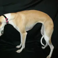 Hold!   Blossom 🌼, a female Whippet for sale in Kansas, KS – Photo 4 of 9