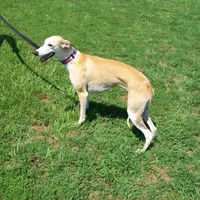 Hold!   Blossom 🌼, a female Whippet for sale in Kansas, KS – Photo 9 of 9