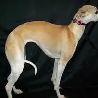 Hold!   Blossom 🌼, a female Whippet for sale in Kansas, KS – Photo 5 of 9