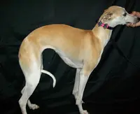 processed/7495ceb4-67df-4276-b889-f39171bf436b/listing/b907b562-e98d-4f36-803e-ceaeb79c5af8/545f984b-880c-4879-a8ab-9707de8b7170